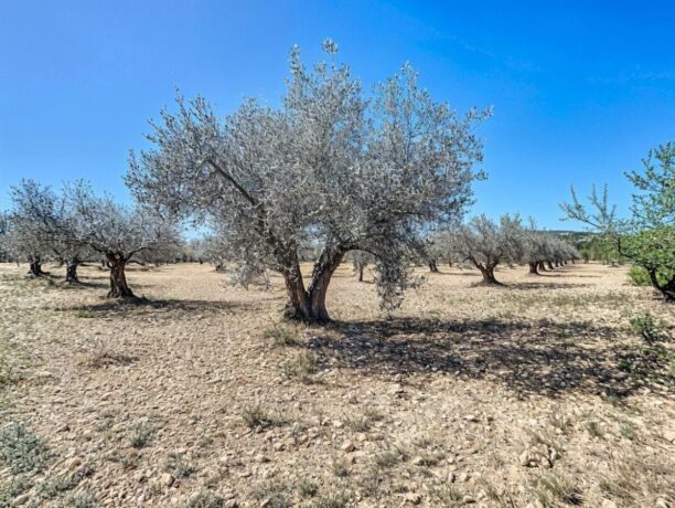 property image #0